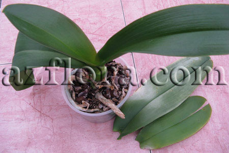 размножение орхидеи шаг1