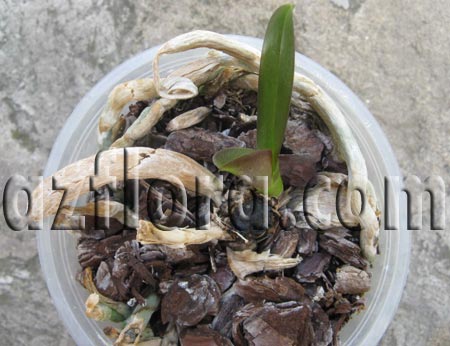 Фаленопсис - молодое растение из корня