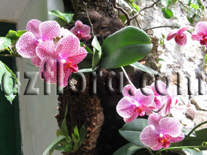 Фаленопсисы - самые неприхотливые из орхидей