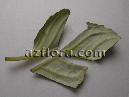 глоксиния размножение частями листа