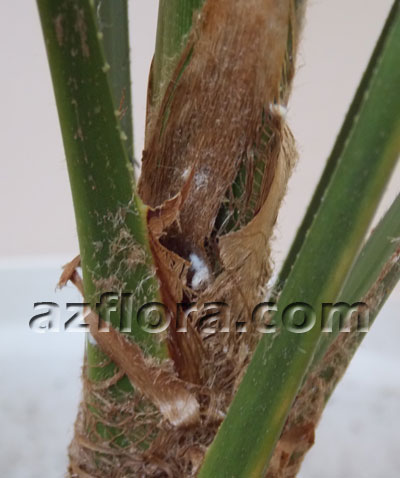 трахикарпус вредители, trachycarpus problems