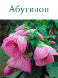 Абутилон