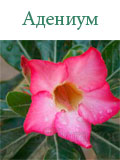 Адениум