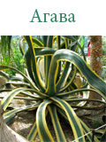 Агава