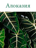 Алоказия
