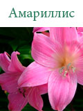 Амариллис