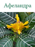Афеландра