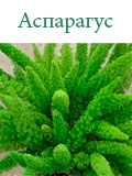 Аспарагус