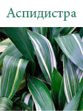 Аспидистра