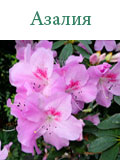 Азалия