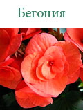 Бегония
