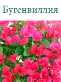 Бугенвиллия