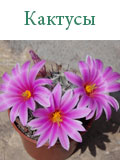 Кактусы