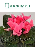 Цикламен