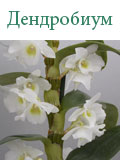 Дендробиум