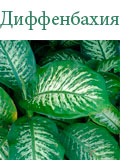 Диффенбахия