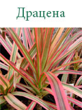 Драцена