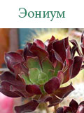 Эониум