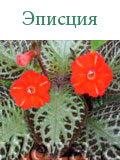 Эписция