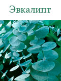 Эвкалипт