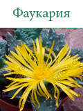Фаукария