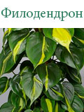 Филодендрон