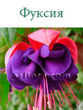 Фуксия