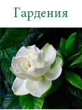 Гардения