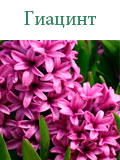 Гиацинт