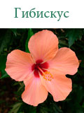 Гибискус