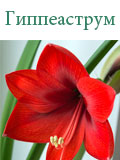 Гиппеаструм