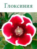 Глоксиния
