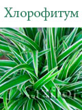 Хлорофитум