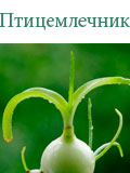 Индийский лук