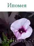 Ипомея