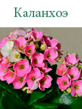 Каланхоэ