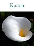 Калла