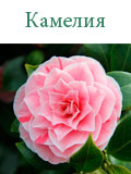 Камелия