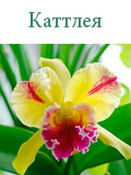 Каттлея