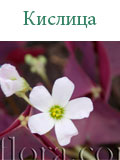 Кислица