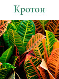 Кротон
