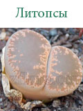 Литопсы
