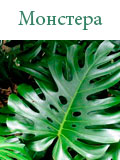 Монстера