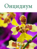 Онцидиум