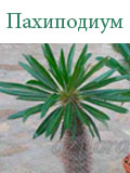 Пахиподиум