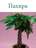 Пахира