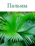 Пальмы