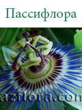 Пассифлора