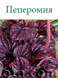 Пеперомия