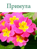 Примула